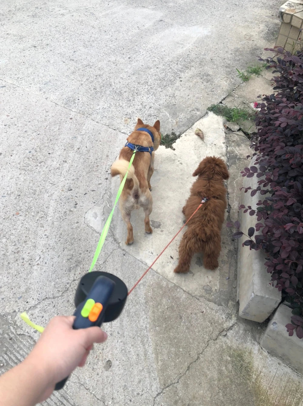 Coleira Retrátil para Dois Pets